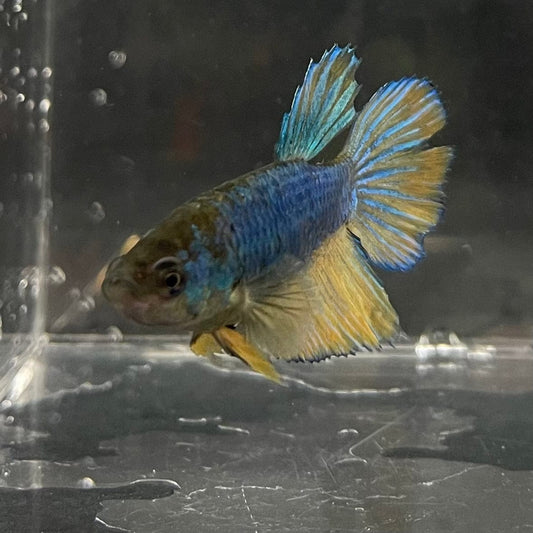 the-fish-farm Female Betta Female Betta - One Only - H Choose your own Female Betta at The Fish Farm Australia