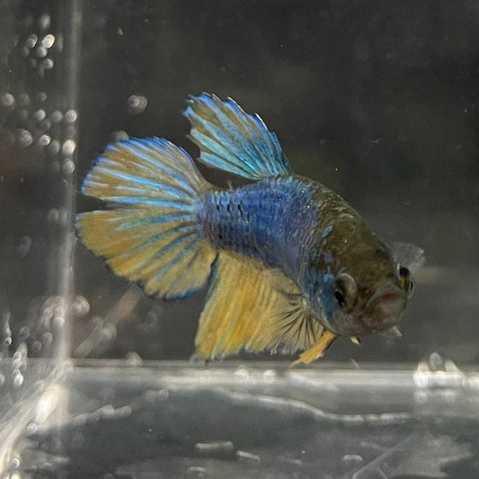the-fish-farm Female Betta Female Betta - One Only - H Choose your own Female Betta at The Fish Farm Australia