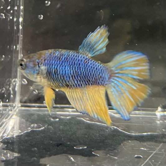 the-fish-farm Female Betta Female Betta - One Only - H Choose your own Female Betta at The Fish Farm Australia