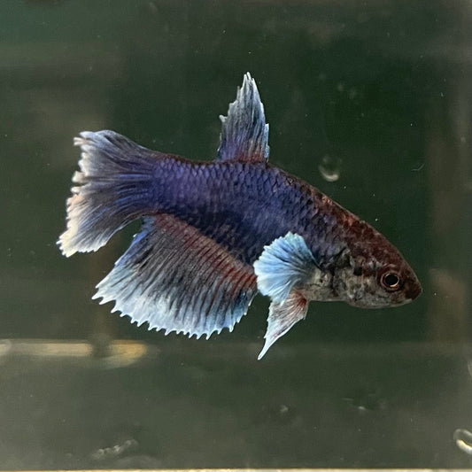 the-fish-farm Female Betta Female Betta - One Only - H Choose your own Female Betta at The Fish Farm Australia