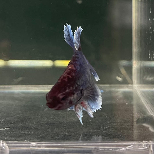 the-fish-farm Female Betta Female Betta - One Only - H Choose your own Female Betta at The Fish Farm Australia