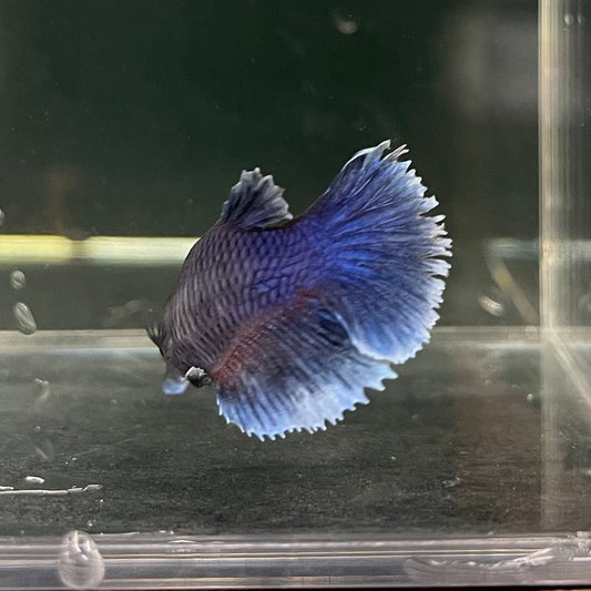 the-fish-farm Female Betta Female Betta - One Only - H Choose your own Female Betta at The Fish Farm Australia
