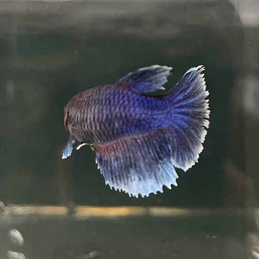 the-fish-farm Female Betta Female Betta - One Only - H Choose your own Female Betta at The Fish Farm Australia