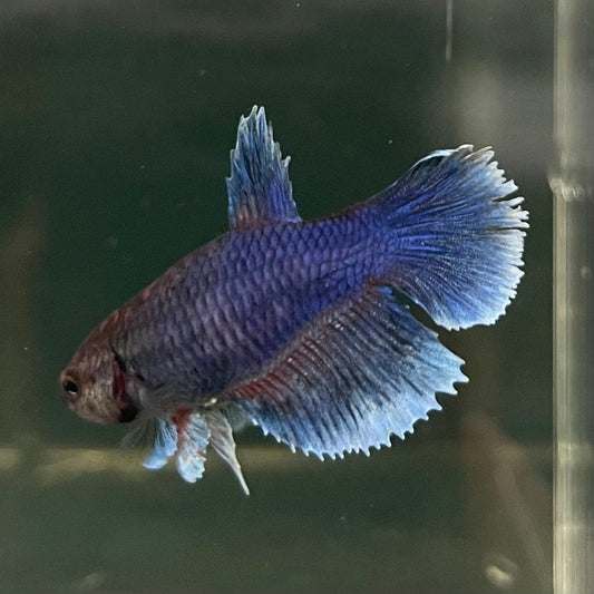 the-fish-farm Female Betta Female Betta - One Only - H Choose your own Female Betta at The Fish Farm Australia