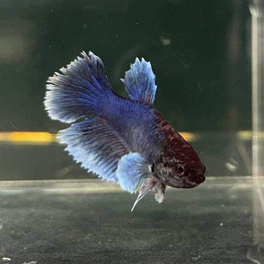 the-fish-farm Female Betta Female Betta - One Only - H Choose your own Female Betta at The Fish Farm Australia