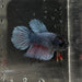 the-fish-farm Female Betta Female Betta - One Only - H Choose your own Female Betta at The Fish Farm Australia