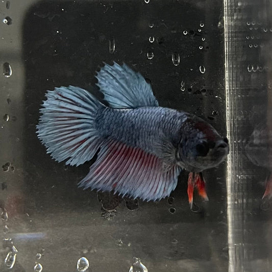 the-fish-farm Female Betta Female Betta - One Only - H Choose your own Female Betta at The Fish Farm Australia