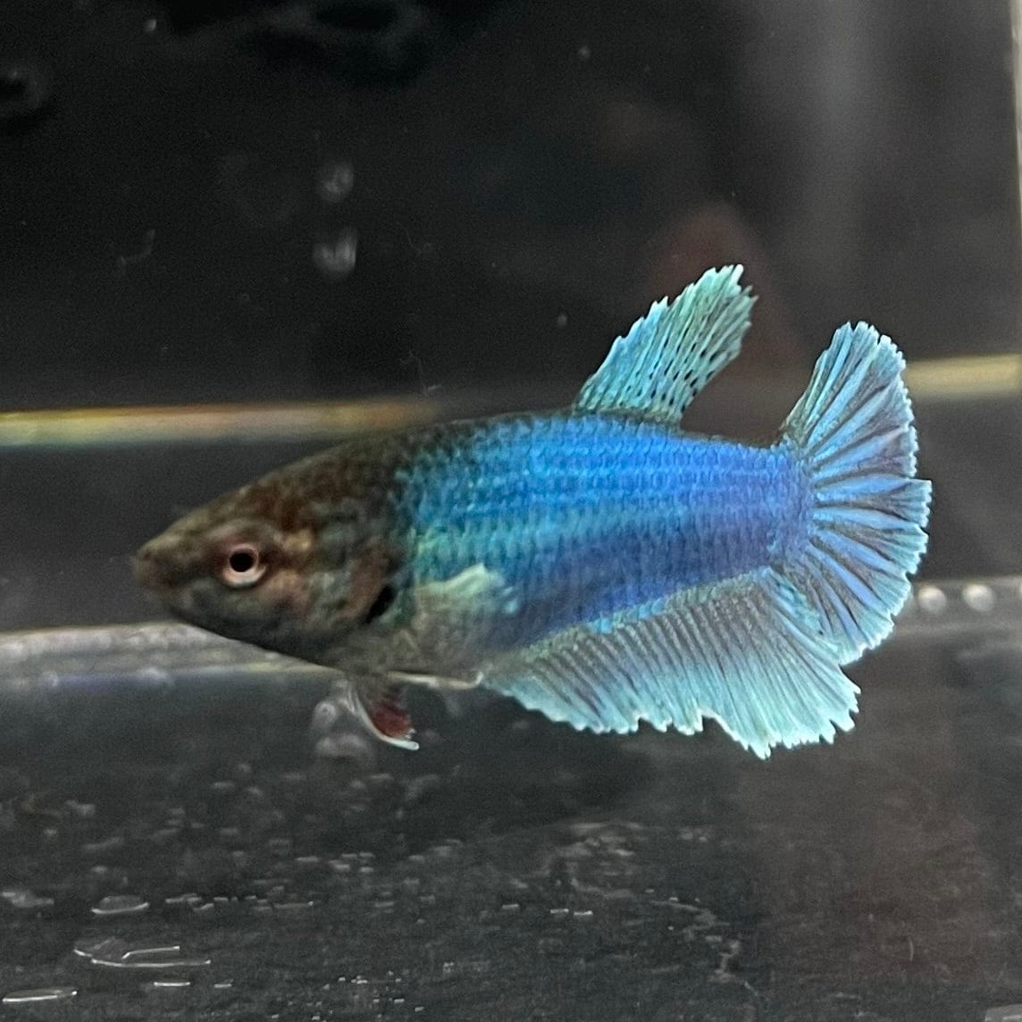 the-fish-farm Female Betta Female Betta - One Only - H Choose your own Female Betta at The Fish Farm Australia