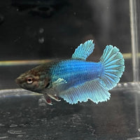 the-fish-farm Female Betta Female Betta - One Only - H Choose your own Female Betta at The Fish Farm Australia