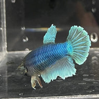 the-fish-farm Female Betta Female Betta - One Only - H Choose your own Female Betta at The Fish Farm Australia