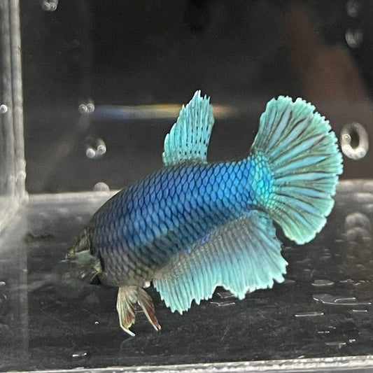 the-fish-farm Female Betta Female Betta - One Only - H Choose your own Female Betta at The Fish Farm Australia