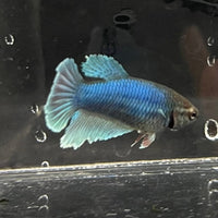 the-fish-farm Female Betta Female Betta - One Only - H Choose your own Female Betta at The Fish Farm Australia