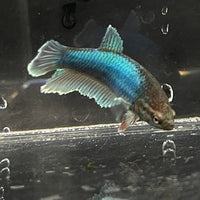 the-fish-farm Female Betta Female Betta - One Only - H Choose your own Female Betta at The Fish Farm Australia