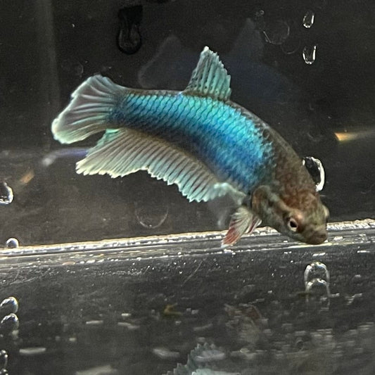 the-fish-farm Female Betta Female Betta - One Only - H Choose your own Female Betta at The Fish Farm Australia