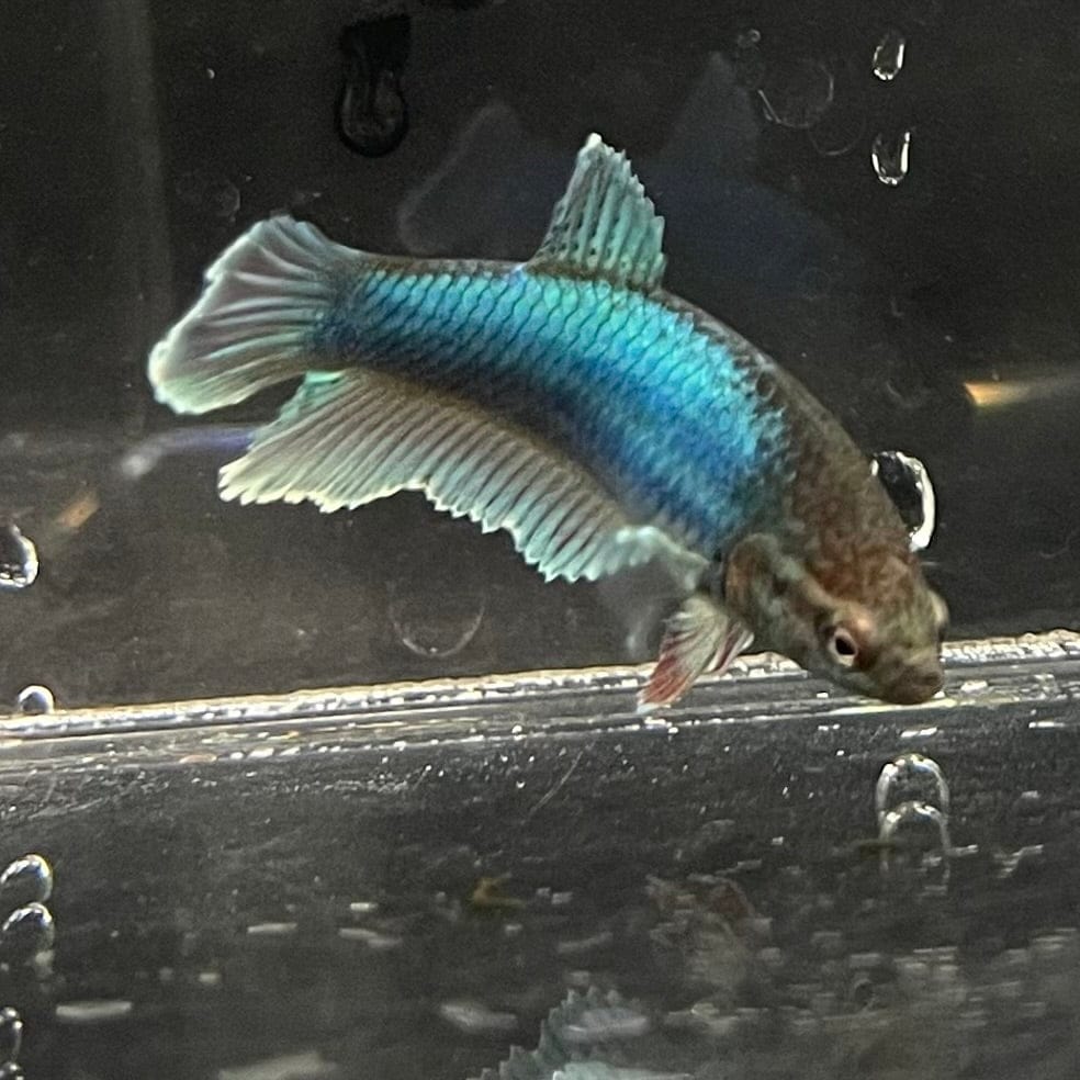 the-fish-farm Female Betta Female Betta - One Only - H Choose your own Female Betta at The Fish Farm Australia