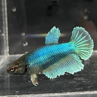 the-fish-farm Female Betta Female Betta - One Only - H Choose your own Female Betta at The Fish Farm Australia