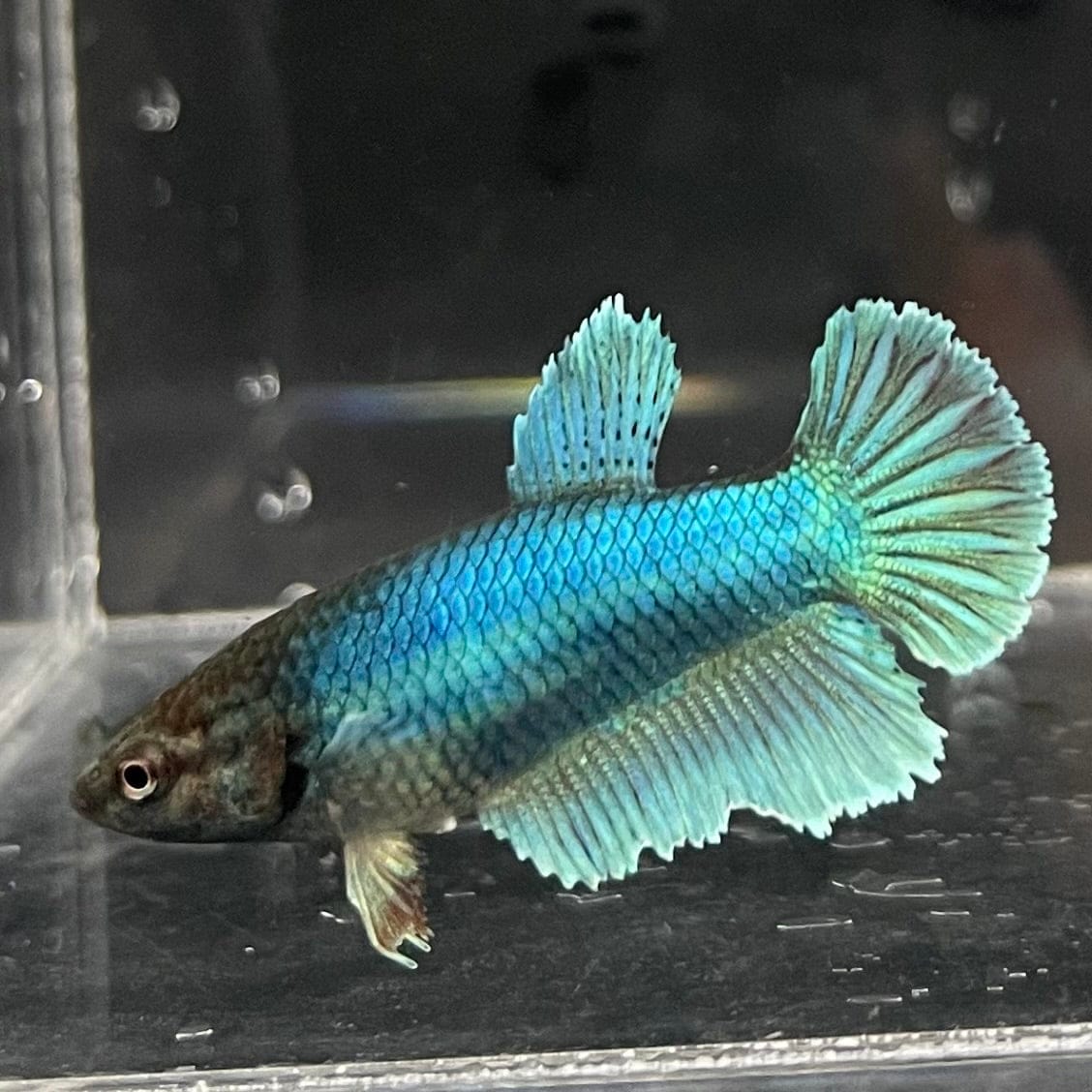 the-fish-farm Female Betta Female Betta - One Only - H Choose your own Female Betta at The Fish Farm Australia