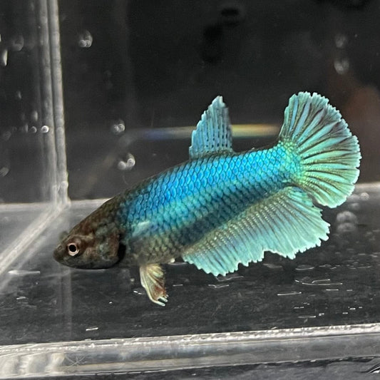 the-fish-farm Female Betta Female Betta - One Only - H Choose your own Female Betta at The Fish Farm Australia