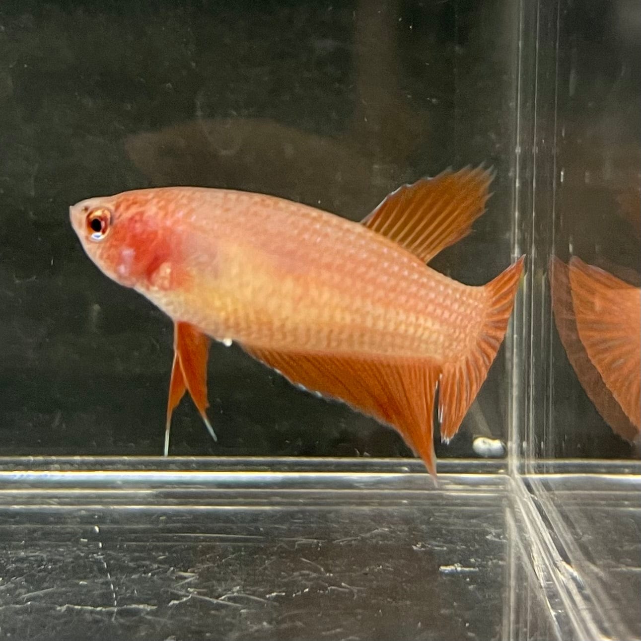 the-fish-farm Female Betta Female Betta - One Only - H Choose your own Female Betta at The Fish Farm Australia