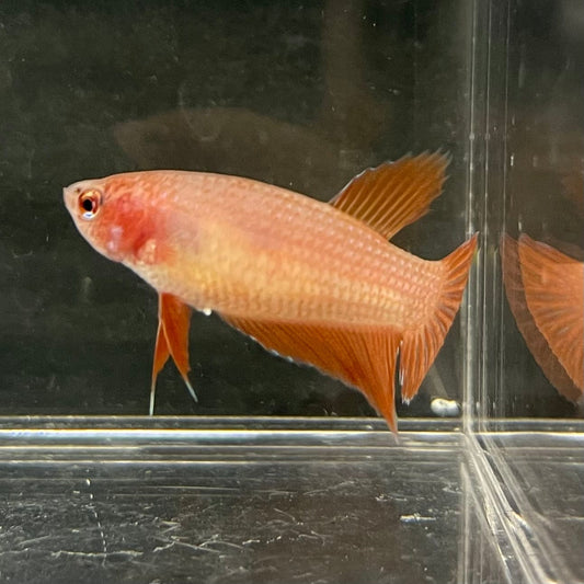 the-fish-farm Female Betta Female Betta - One Only - H Choose your own Female Betta at The Fish Farm Australia
