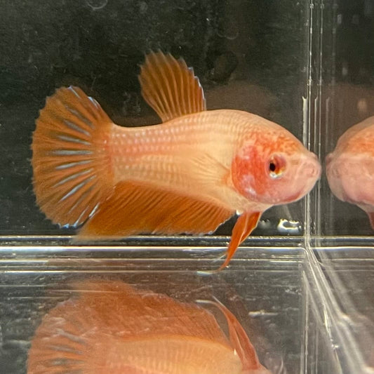 the-fish-farm Female Betta Female Betta - One Only - H Choose your own Female Betta at The Fish Farm Australia