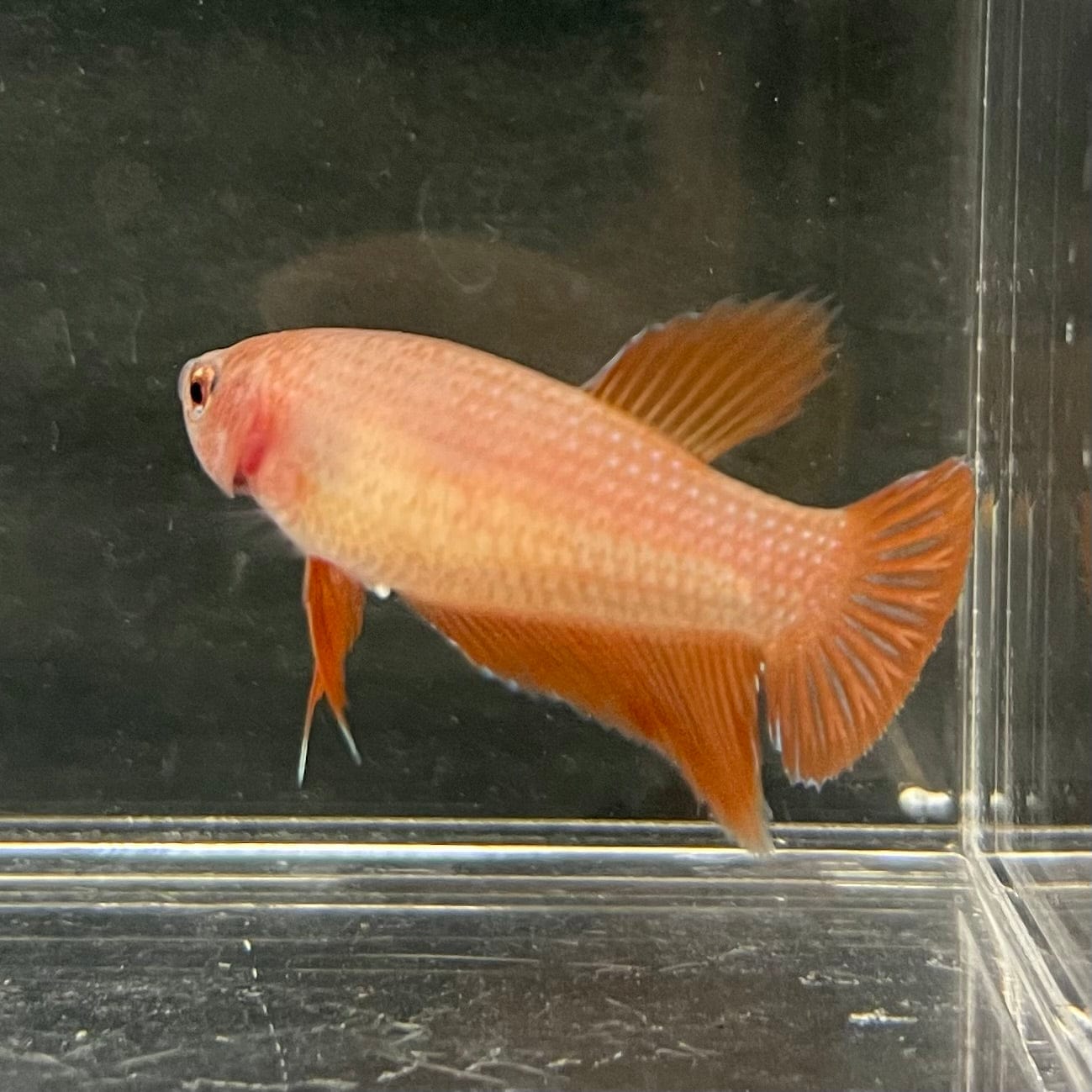 the-fish-farm Female Betta Female Betta - One Only - H Choose your own Female Betta at The Fish Farm Australia