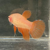 the-fish-farm Female Betta Female Betta - One Only - H Choose your own Female Betta at The Fish Farm Australia