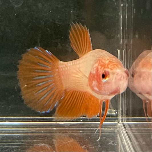 the-fish-farm Female Betta Female Betta - One Only - H Choose your own Female Betta at The Fish Farm Australia