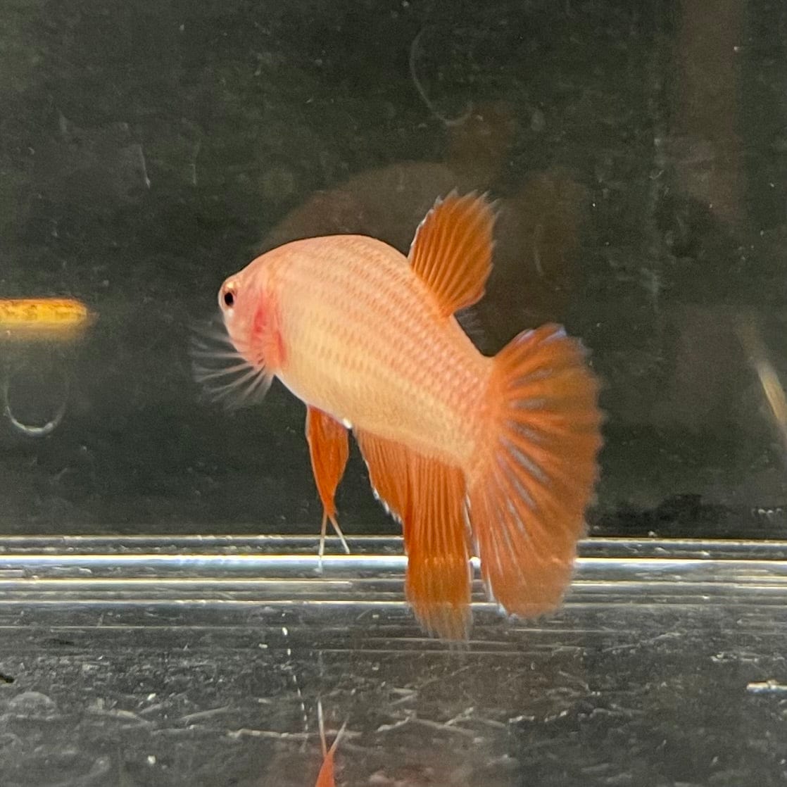 the-fish-farm Female Betta Female Betta - One Only - H Choose your own Female Betta at The Fish Farm Australia