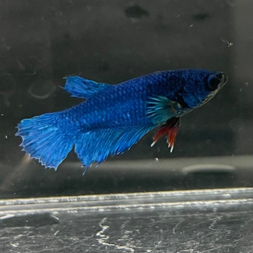 the-fish-farm Female Betta Female Betta - One Only - H Choose your own Female Betta at The Fish Farm Australia