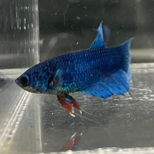 the-fish-farm Female Betta Female Betta - One Only - H Choose your own Female Betta at The Fish Farm Australia