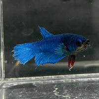 the-fish-farm Female Betta Female Betta - One Only - H Choose your own Female Betta at The Fish Farm Australia