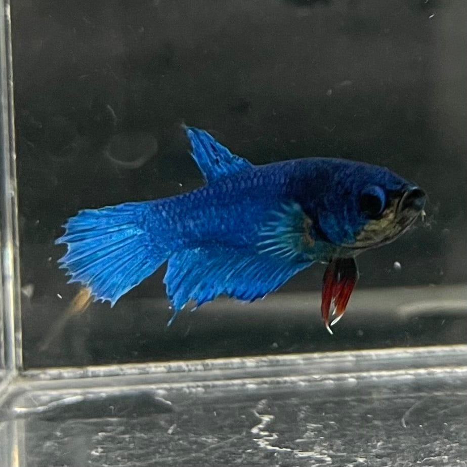 the-fish-farm Female Betta Female Betta - One Only - H Choose your own Female Betta at The Fish Farm Australia