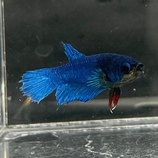 the-fish-farm Female Betta Female Betta - One Only - H Choose your own Female Betta at The Fish Farm Australia