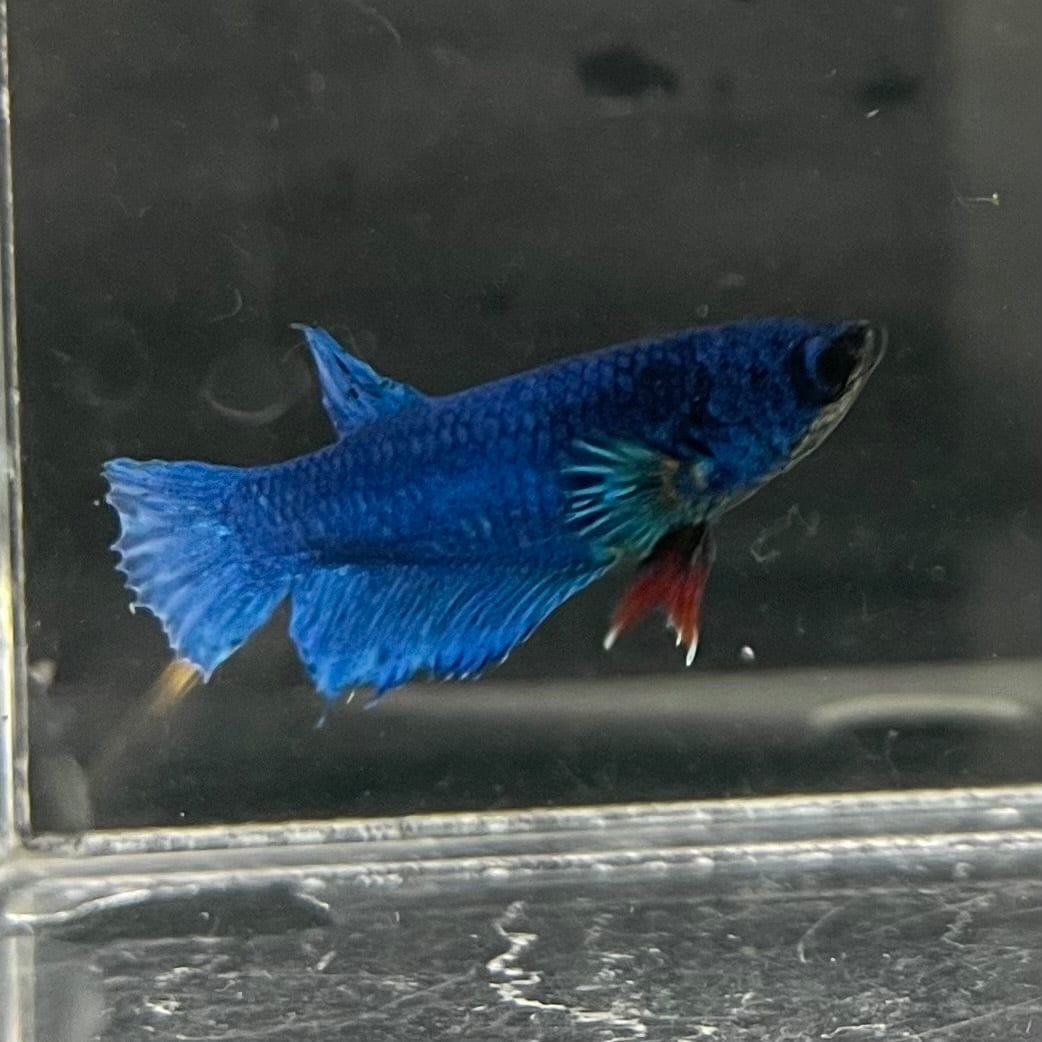 the-fish-farm Female Betta Female Betta - One Only - H Choose your own Female Betta at The Fish Farm Australia