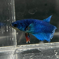 the-fish-farm Female Betta Female Betta - One Only - H Choose your own Female Betta at The Fish Farm Australia