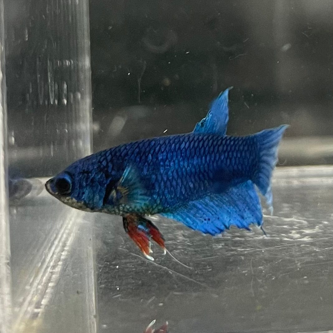 the-fish-farm Female Betta Female Betta - One Only - H Choose your own Female Betta at The Fish Farm Australia