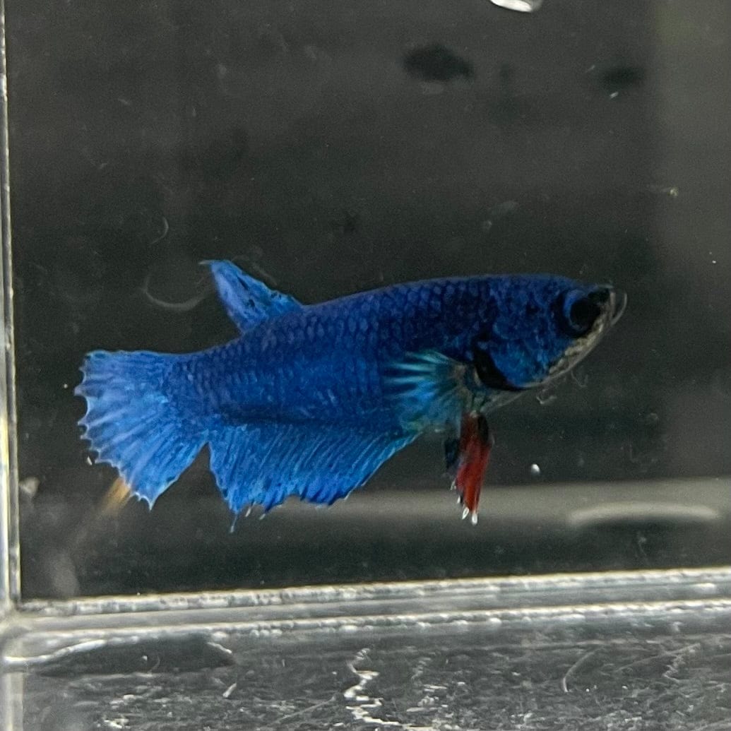 the-fish-farm Female Betta Female Betta - One Only - H Choose your own Female Betta at The Fish Farm Australia