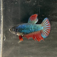 the-fish-farm Female Betta Female Betta - One Only - H Choose your own Female Betta at The Fish Farm Australia