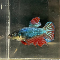 the-fish-farm Female Betta Female Betta - One Only - H Choose your own Female Betta at The Fish Farm Australia