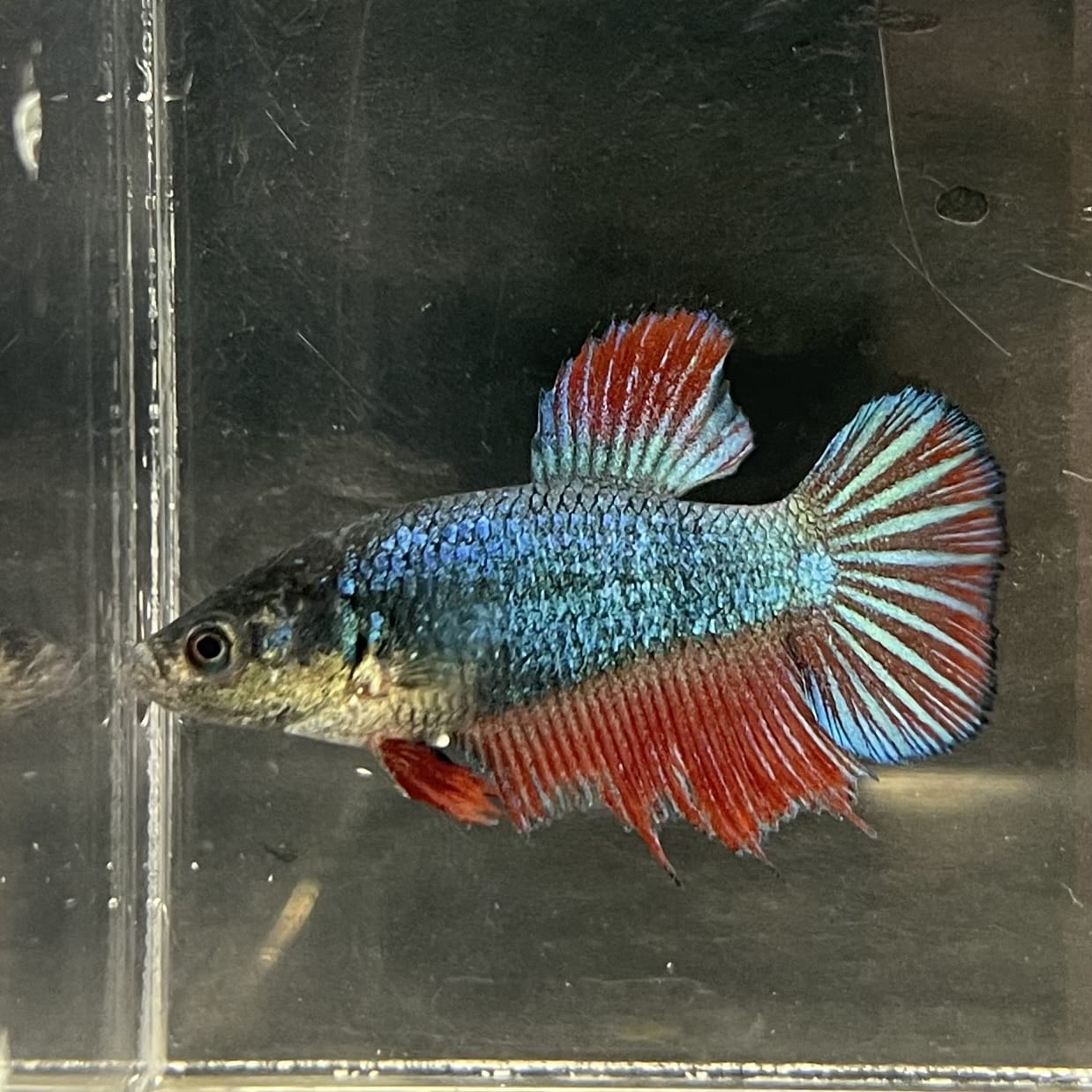 the-fish-farm Female Betta Female Betta - One Only - H Choose your own Female Betta at The Fish Farm Australia