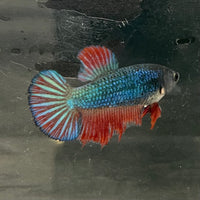 the-fish-farm Female Betta Female Betta - One Only - H Choose your own Female Betta at The Fish Farm Australia