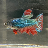 the-fish-farm Female Betta Female Betta - One Only - H Choose your own Female Betta at The Fish Farm Australia