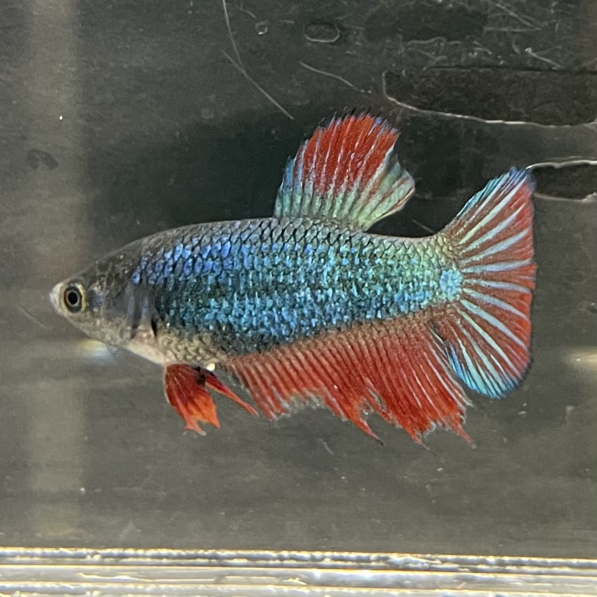 the-fish-farm Female Betta Female Betta - One Only - H Choose your own Female Betta at The Fish Farm Australia
