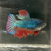 the-fish-farm Female Betta Female Betta - One Only - H Choose your own Female Betta at The Fish Farm Australia