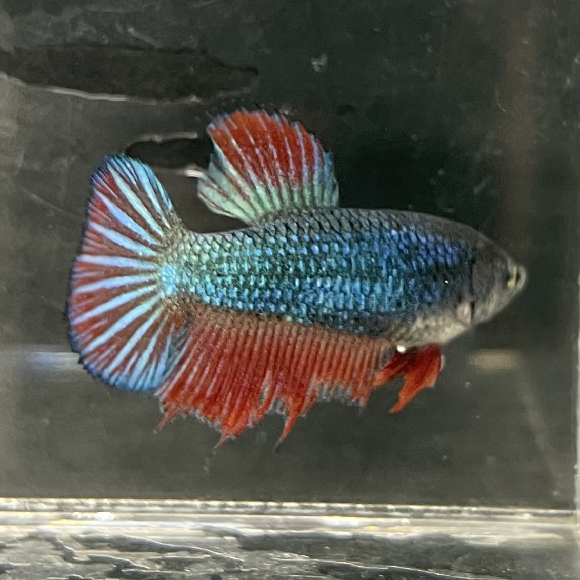 the-fish-farm Female Betta Female Betta - One Only - H Choose your own Female Betta at The Fish Farm Australia
