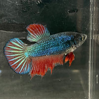 the-fish-farm Female Betta Female Betta - One Only - H Choose your own Female Betta at The Fish Farm Australia