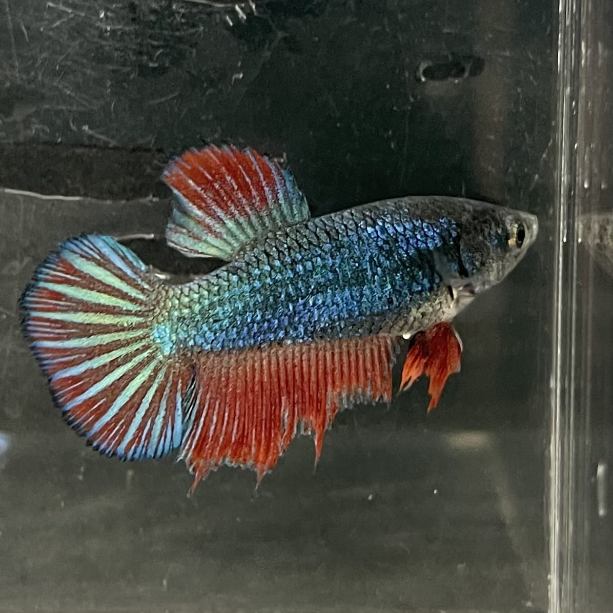 the-fish-farm Female Betta Female Betta - One Only - H Choose your own Female Betta at The Fish Farm Australia