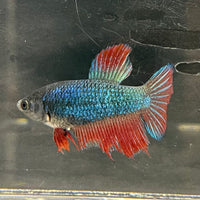 the-fish-farm Female Betta Female Betta - One Only - H Choose your own Female Betta at The Fish Farm Australia
