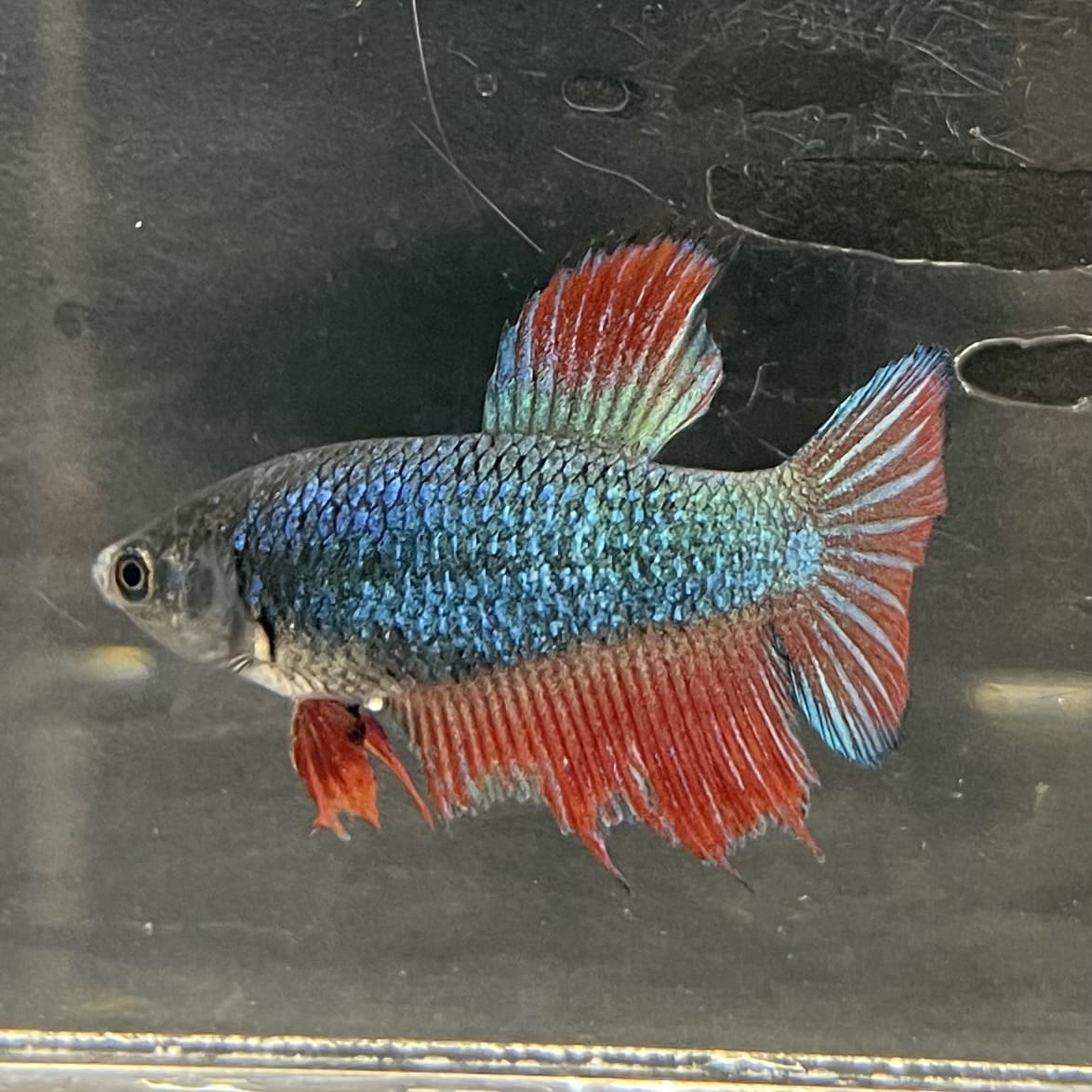 the-fish-farm Female Betta Female Betta - One Only - H Choose your own Female Betta at The Fish Farm Australia